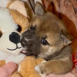 Mochi - Red female Shiba Inu puppy in Clewiston, Florida from Animal Farm Shiba Inus & Mameshibas