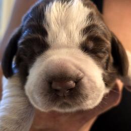 Boy 2 - male Spinone Italiano puppy in Florida from Starfire Leonbergers and Spinone Italiano