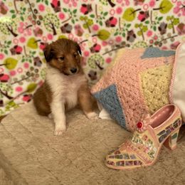 Collie Puppies from Doggy Haven Collies