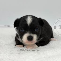 Ace - Black and white female Chihuahua puppy in Forsyth, Georgia from Brooks Grove Canines LLC