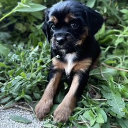 Raven - Black and tan female Cavapoo puppy in Battle Lake, Minnesota from Panda Puppies