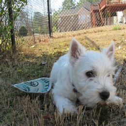 West Highland White Terrier Puppies from Kilmartin Westies