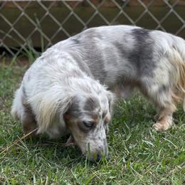 Thunder - Dachshund