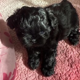Brenna - Black female Shih Tzu puppy in Tallahassee, Florida from Bows and Bow Ties