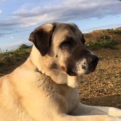 Anatolian Shepherd Dogs from South Of Eden Farms