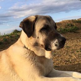 Anatolian Shepherd Dogs from South Of Eden Farms