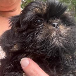 Snappy - Black and tan male Shih Tzu puppy in Mahtomedi, Minnesota from Winona’s Legacy