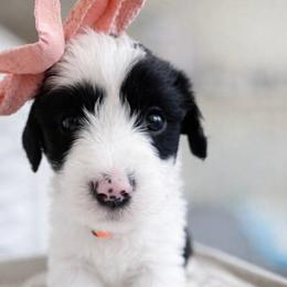 Erin - Black and white female Sheepadoodle puppy in Rocky Point, North Carolina from CelticDoods