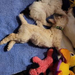 Poodle Puppies from Jazzi Oodles