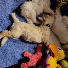 Poodle Puppies from Jazzi Oodles
