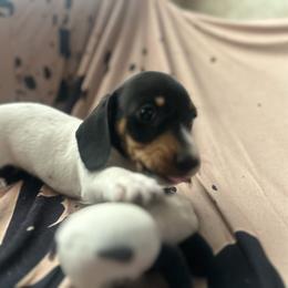 Chuckie - Piebald male Dachshund puppy in Sallisaw, Oklahoma from Wild West Dachshunds