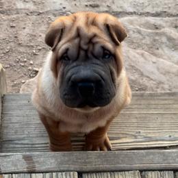 Puppy 4 - Red fawn female Chinese Shar-Pei puppy in Cave Creek, Arizona from Center Stage Shar-pei