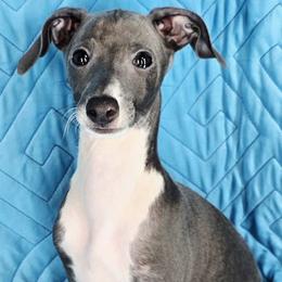 Must Have - White and blue male Italian Greyhound puppy in Cadwell, Georgia from All The DoDa Day Italian Greyhounds