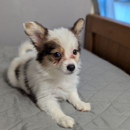 Spicy girl - White black and tan female Papillon puppy in Joshua, Texas from Summertime Kennels