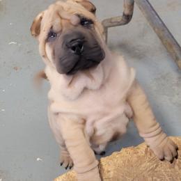 Blue collar girl - Fawn female Chinese Shar-Pei puppy in Wellington, Ohio from Shine Shar-Pei
