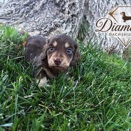 Pluto - Chocolate and cream male Dachshund puppy in Anderson, California from FiveThreeZeroMiniDachshunds