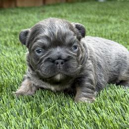 Clover - Blue female French Bulldog puppy in Greenville, Texas from Lovey’s Frenchies