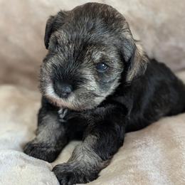 Male 1 - Salt and pepper male Miniature Schnauzer puppy in Brenham, Texas from Ashley Martinez