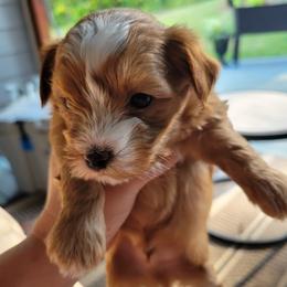 Morkies from Christina's Morkies