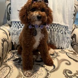 Jueno - Goldendoodle
