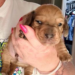 Boy 3-choc.red dapple - Dapple male Dachshund puppy in Pierson, Florida from Michelle’s Mini Dachshunds