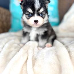 Boy 2 - Black and white male Pomsky puppy in Yavapai County, Arizona from Pawsh Pomskies