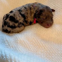 Poppy - Merle female Goldendoodle puppy in Gilbert, Arizona from Gilbert Az Doodles