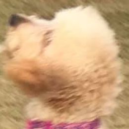 Goldendoodles, Poodles, and Yorkshire Terriers from A1 Designer Pups and More