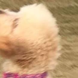 Goldendoodles, Poodles, and Yorkshire Terriers from A1 Designer Pups and More