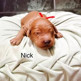 Nick - Red  male Goldendoodle puppy in Pasco, Washington from Camp Doodle Woods