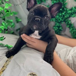 French Bulldog Puppies from House Of Phan Elite Frenchies