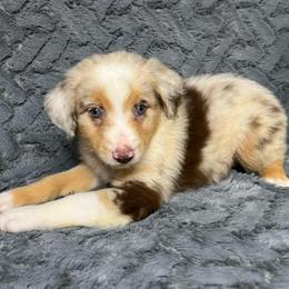 Girl 2 - Red merle female Toy Australian Shepherd puppy in Alabama from SBA Aussies