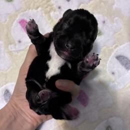 JimBob - Black and silver male Miniature Schnauzer puppy in Hedgesville, West Virginia from Clay Hill Kennels