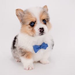 Ridge - Blue merle and white male American Corgi puppy in Santaquin, Utah from Blacktail Mountain Corgis