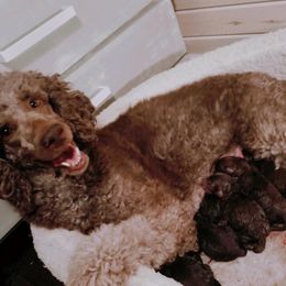 Aussiedoodle Puppies from Silver Creek Aussiedoodles