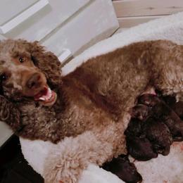 Aussiedoodle Puppies from Silver Creek Aussiedoodles