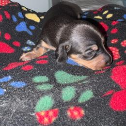 Boy 1 - Black and tan male Dachshund puppy in Flint, Michigan from Matthews Dachshunds