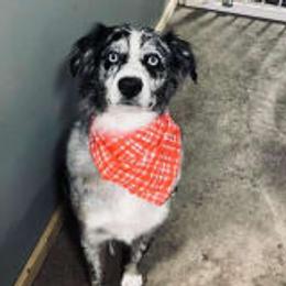 Gia - Aussiedoodle
