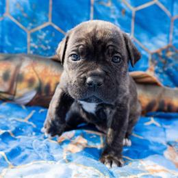 Dark Blue Collar - Black brindle female Cane Corso puppy in Houston, Texas from Zenith Cane Corso