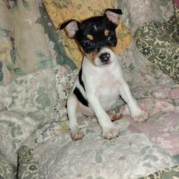 Rat Terrier puppies from Usona Rat Terriers