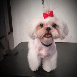 Bella - Shih Tzu