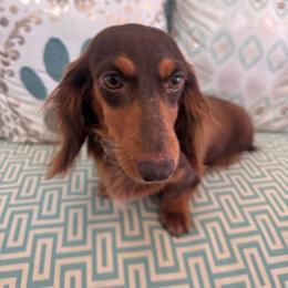 Birdie - Dachshund