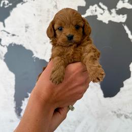 Chase - Red male Cavapoo puppy in Mona, Utah from Small Town Cavaliers