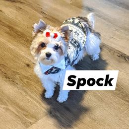 Yorkshire Terrier Puppies from Wild Azalea Yorkies on FB