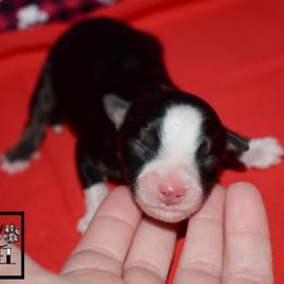Mylo - Black tri male Miniature Australian Shepherd puppy in Akeley, Minnesota from Rustic Original Aussies