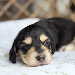 Whitaker - PET ONLY - Black and cream male Dachshund puppy in Duncanville, Alabama from Bear Creek