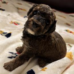 Charlie Brown - Red with tan points - Phantom male Poodle puppy in Canfield, Ohio from Poo's Doo's & Inu's