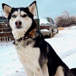 Siberian Huskies from Texas Reignbow Huskies