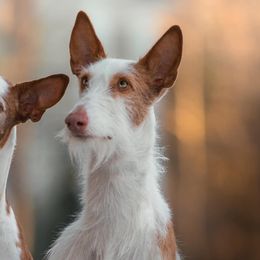 Ibizan Hounds from Crowned Ibizan Hounds