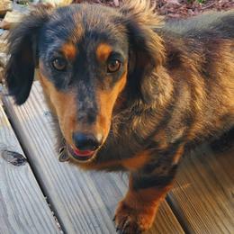 Cooper - Dachshund